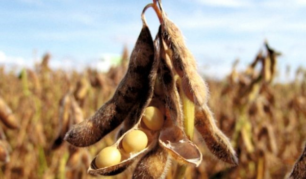 Togo: Soybean sales campaign begins