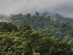 Togo lost more than 130,000 hectares of vegetation cover since 2001