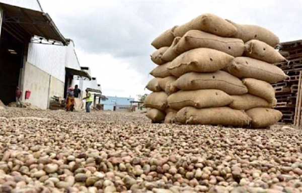 Togo : la fédération nationale des coopératives productrices d’anacarde table sur une production de 130 000 tonnes à l’horizon 2024