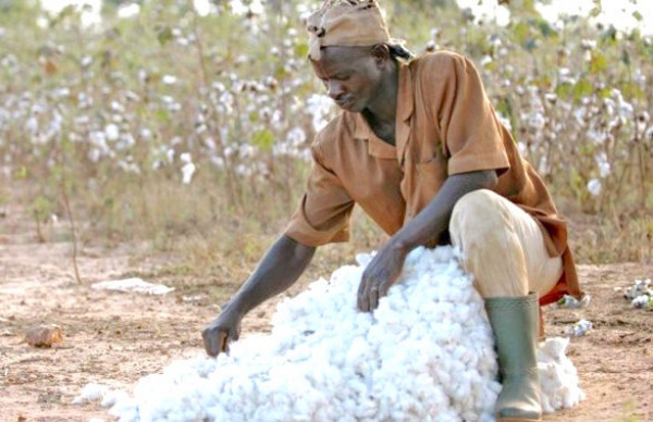 Togo’s cotton output rose by 8% in 2017/18