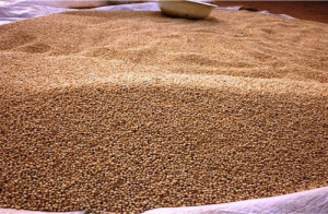 Togo&nbsp;: Agrokom et JCAT, deux success-stories du PAEIJ-SP