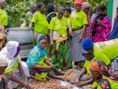 togo-rolls-out-2-000-hectare-forestry-project-to-support-shea-industry-and-climate-resilience