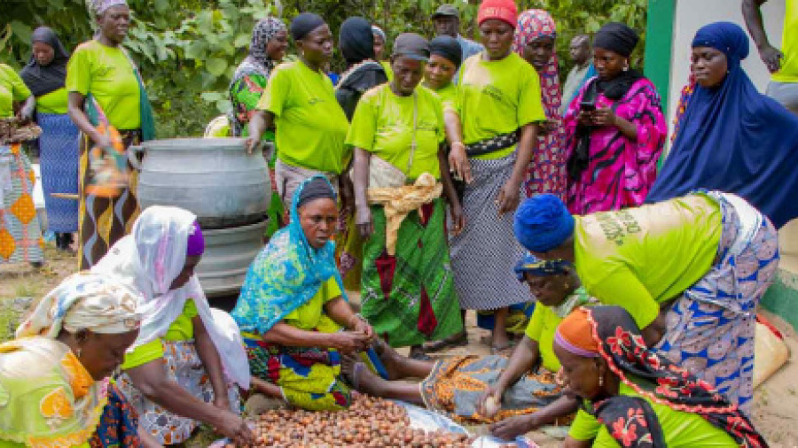 togo-rolls-out-2-000-hectare-forestry-project-to-support-shea-industry-and-climate-resilience