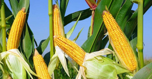 Campagne agricole 2021-2022 : production toujours exc&eacute;dentaire pour le Togo