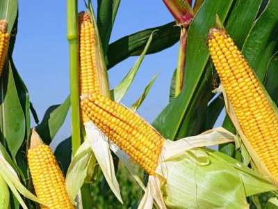 campagne-agricole-2021-2022-production-toujours-excedentaire-pour-le-togo