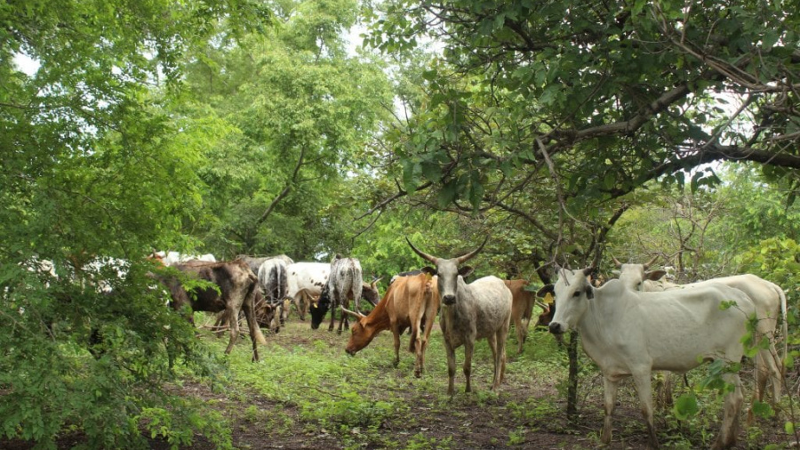 Nord Togo : pour une transhumance apaisée