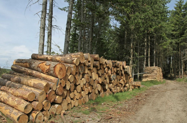 Comment préparer la coupe du bois en Forêt ?