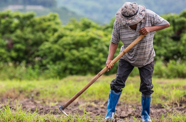 Au Togo, des convaincus vulgarisent l’agroécologie