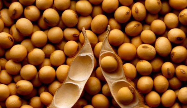 Soybean: Togo Eyes 30,000 t annual output by 2028
