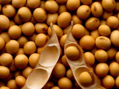 soybean-togo-eyes-30-000-t-annual-output-by-2028