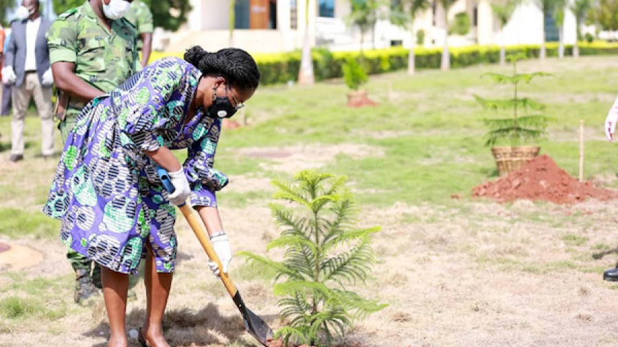 Reboisement au Togo : 9,14 millions de plants mis en terre en 2024