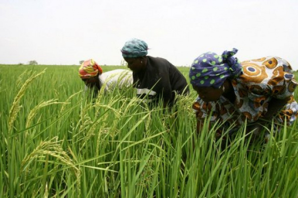 Togo: From 2008 to 2017, rice output rose by more than 64%