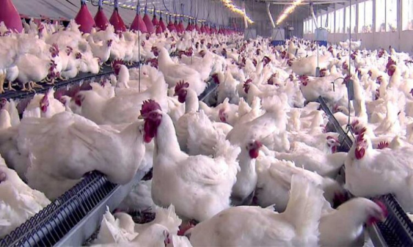 Lomé hosts the 2nd edition of the Pan-African Poultry Conference