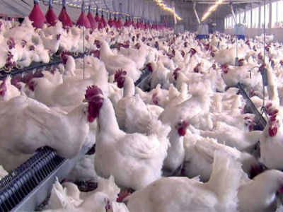 lome-hosts-the-2nd-edition-of-the-pan-african-poultry-conference