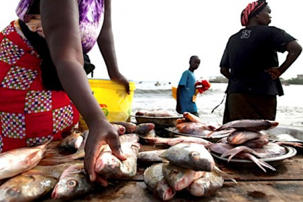 Togo : légère baisse de 2% de la production halieutique en 2024