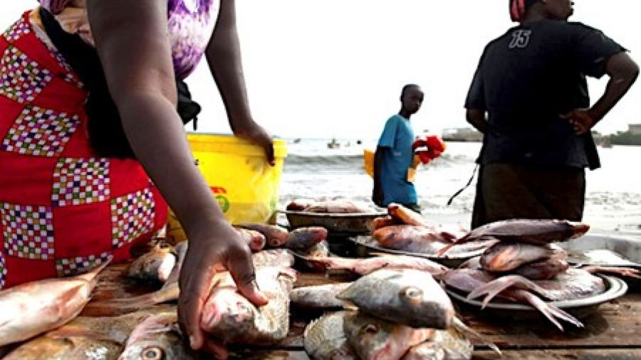 Togo : légère baisse de 2% de la production halieutique en 2024