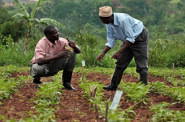 Togo : les producteurs de Karité, Anacarde et Soja, se forment à l&#039;entrepreneuriat