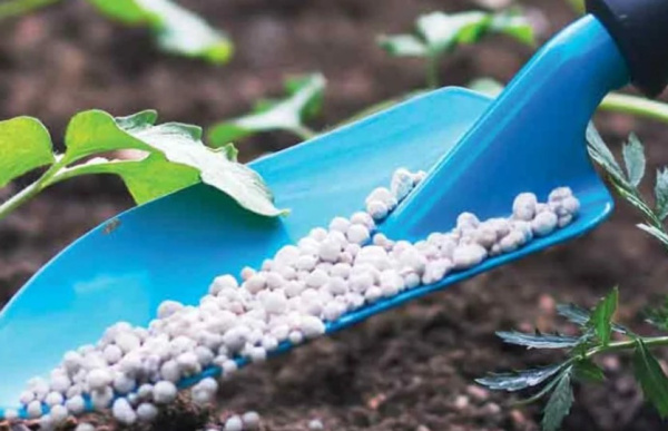Togo to increase cotton fertilizer purchases by 15% in 2026