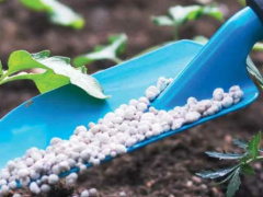 Togo to increase cotton fertilizer purchases by 15% in 2026
