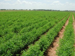 Togo : XOF38 billion secured so far for Kara’s agropole project