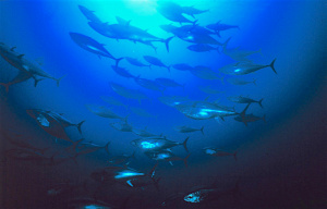 Togo now steers Regional Academy of Marine Sciences and Technologies (ARSTM)