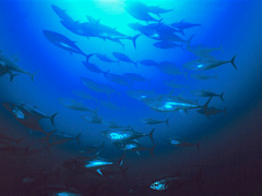 Togo now steers Regional Academy of Marine Sciences and Technologies (ARSTM)