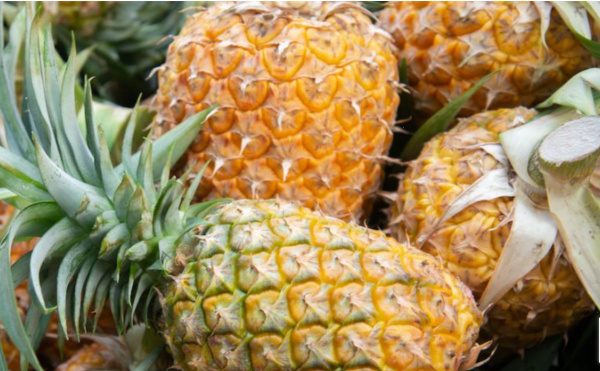 Togo Greenlights CFA9.5 billion Plan to Develop its Pineapple Industry
