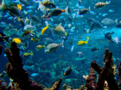 Togo Begins Ratification Of UN High Seas Biodiversity Treaty