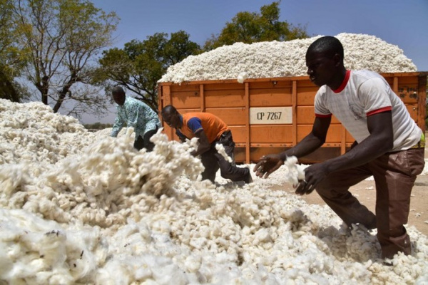 Togo : les recettes d’exportations du coton estimées à 63 milliards FCFA en 2019