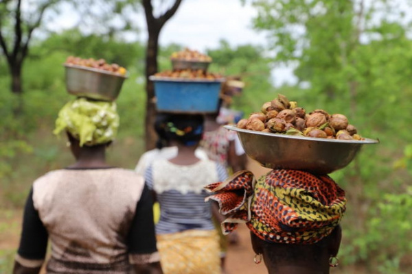 Shea: AfDB and GSA support female collectors in Togo and Burkina with $1.4 million
