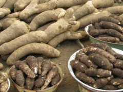 Togo: Tuber output jumps 7.5% in 2022-2023