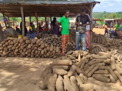 togo-more-than-940-000t-of-yam-was-produced-in-the-2020-2021-campaign