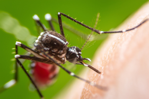 Togo : des enquêtes en cours suite à plusieurs cas de Dengue signalés