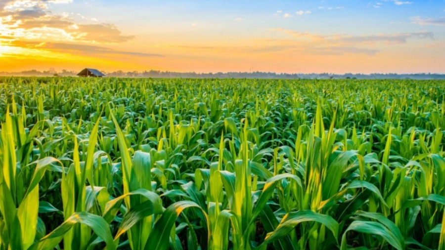Agriculture : le Togo obtient 36 milliards FCFA de la Banque Islamique de Développement 