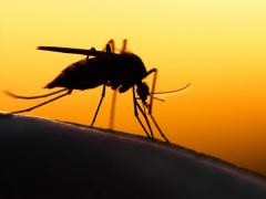 Togo to Launch Malaria Chemoprevention Campaign in Plateaux Region in 2024