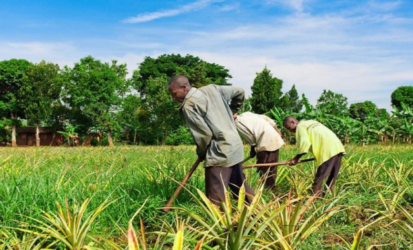 La stratégie de la coordination des agropoles pour se rapprocher des communautés riveraines