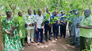 Togo : 129 000 plants distribués aux producteurs de café et cacao pour la campagne 2025