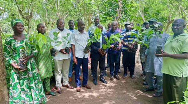 Togo : 129 000 plants distribués aux producteurs de café et cacao pour la campagne 2025