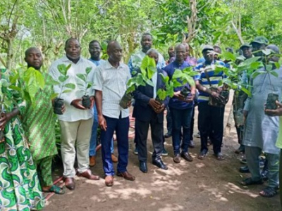 togo-129-000-plants-distribues-aux-producteurs-de-cafe-et-cacao-pour-la-campagne-2025
