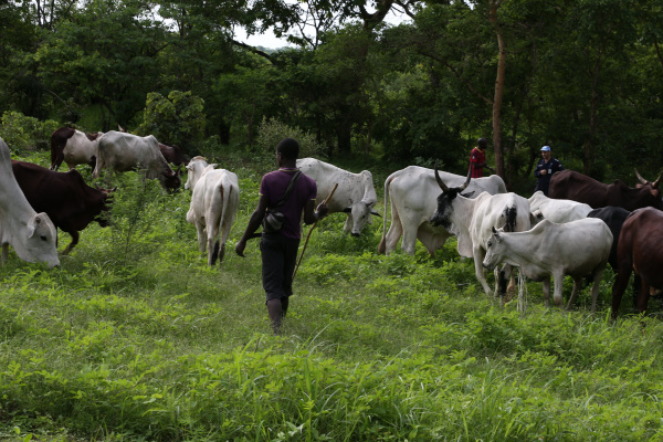 Elevage : la campagne de transhumance 2020 se termine sans incident majeur