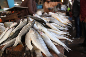 Togo : plus de 1 300 tonnes de poissons p&ecirc;ch&eacute;es entre janvier et mai 2021