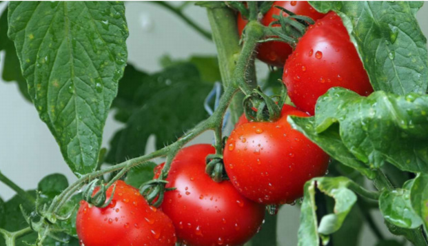 Togo : une opportunité de formation et d’insertion professionnelle dans plusieurs métiers agro-piscicoles