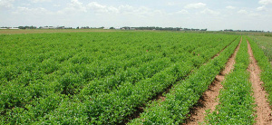 Togo: 78% of Farmers Have No Land Security
