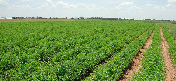 Togo: 78% of Farmers Have No Land Security