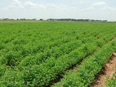 togo-78-of-farmers-have-no-land-security