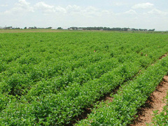Togo: 78% of Farmers Have No Land Security