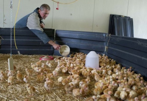 Production animale : au Togo, exon&eacute;ration de taxes sur la provende &agrave; l&rsquo;importation d&egrave;s 2026