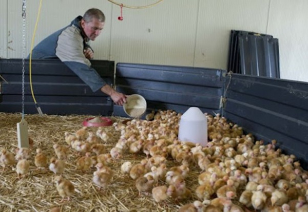 Production animale : au Togo, exonération de taxes sur la provende à l’importation dès 2026