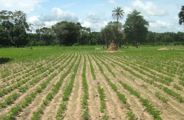 Au Togo, les privés détenteurs de terres rurales agricoles ont désormais l’obligation de les mettre en valeur