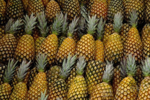 Au Togo, une f&eacute;d&eacute;ration pour les producteurs d&rsquo;ananas voit le jour &nbsp;&nbsp;
